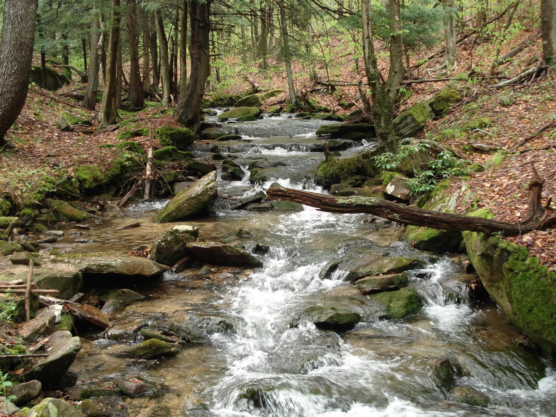 Minister Creek flowing through mature mixed hardwood forest in Allegheny National Forest, Pennsylvania