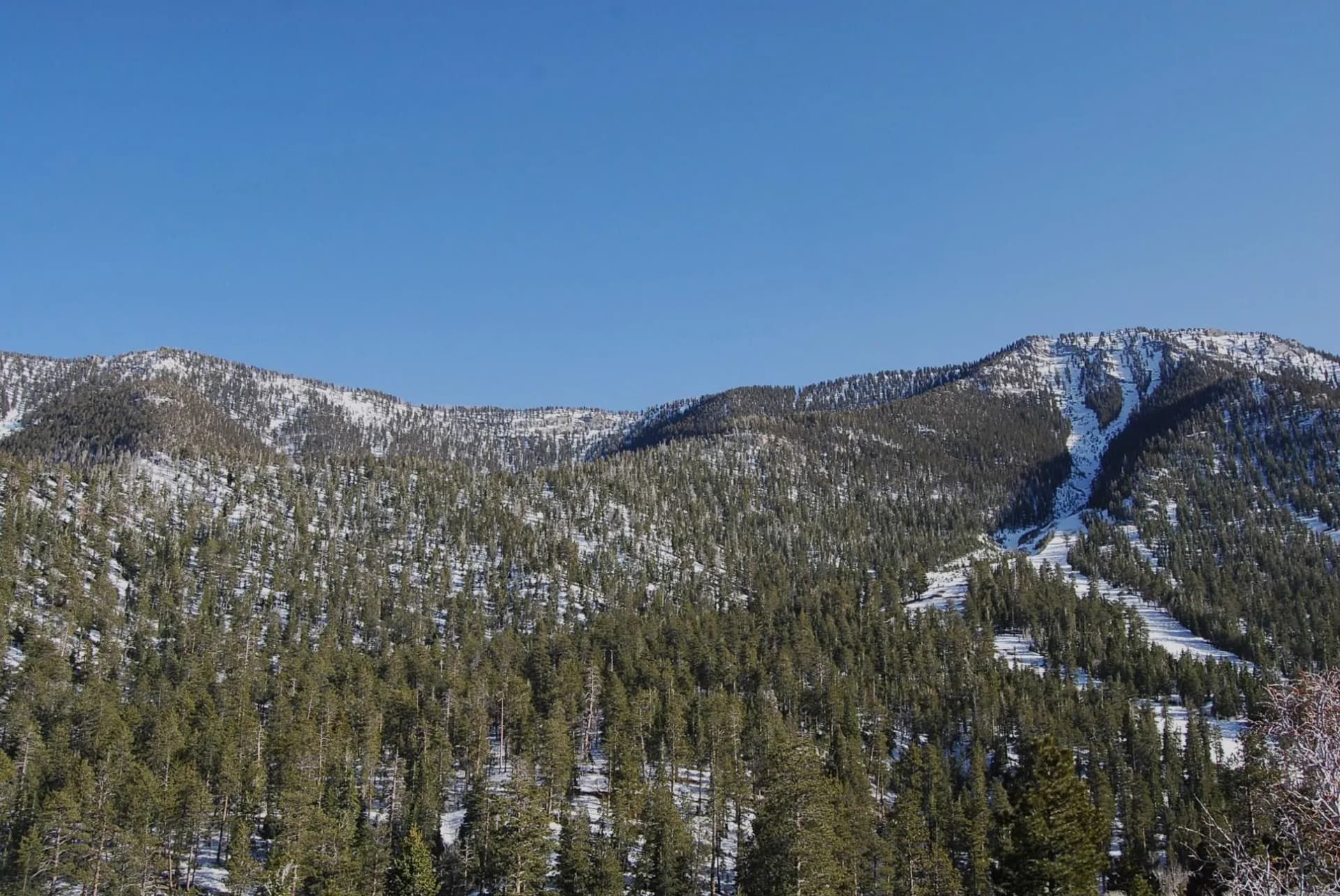 Snow-covered mountain slopes rising above pine forest in the Spring Mountains, Humboldt-Toiyabe National Forest, Nevada