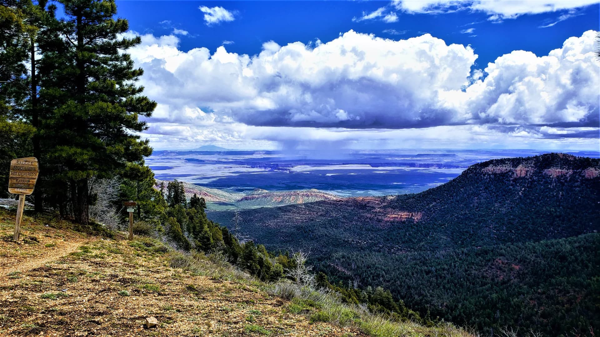 Panoramic view from the East Rim Overlook on the North Kaibab Ranger District, Kaibab National Forest, Arizona